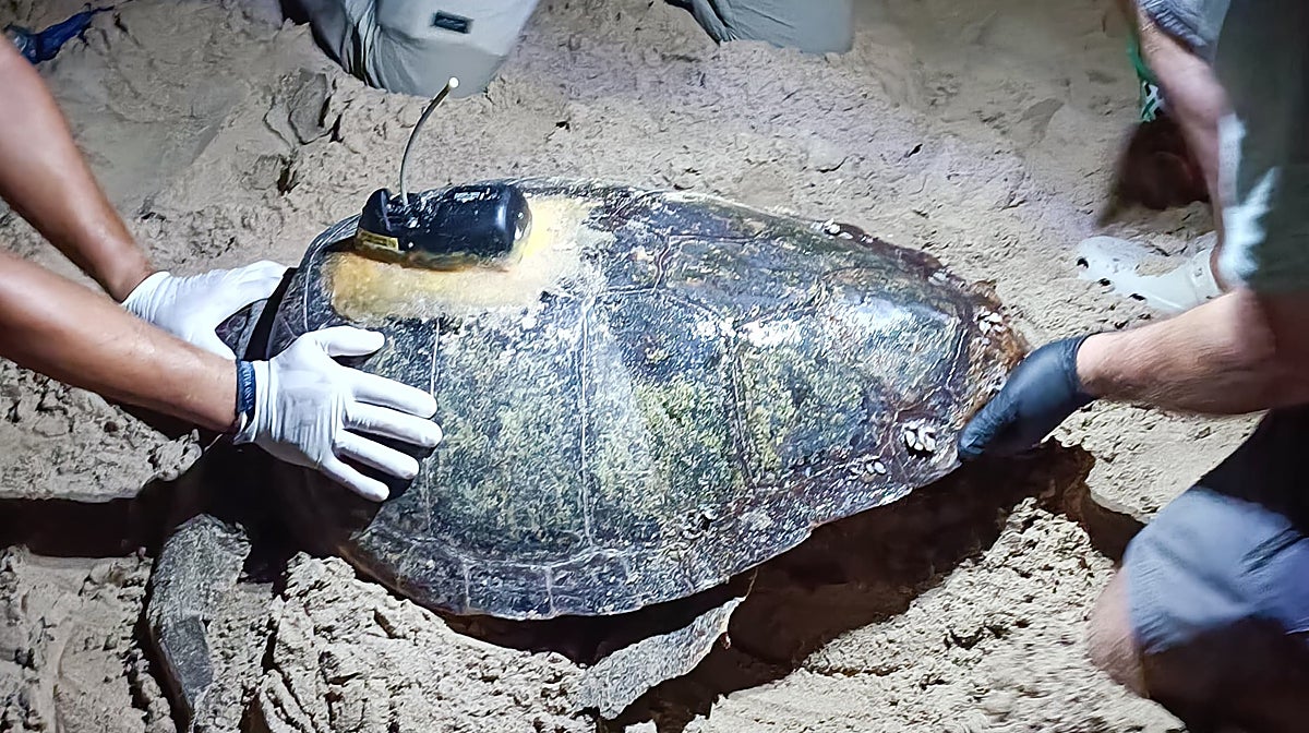 La tortuga, con el rastreador por satélite en la playa de los Arenales de Elche