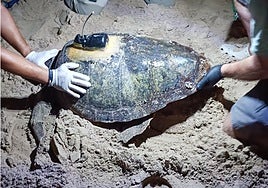 Colocan un rastreador por satélite a una tortuga tras desovar 79 huevos en la playa en Elche porque tiene más