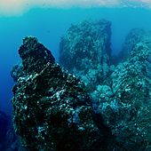 La impresionante resurrección de La Palma bajo el mar: así están las fajanas creadas por el volcán cuatro años después