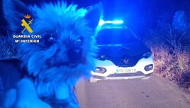 Lucas, el 'yorkshire' que salvó la vida de su dueño 'frenando' a los agentes de la Guardia Civil y llevándolos hasta él