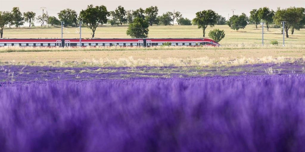 Renfe vuelve a poner en marcha este jueves el  Tren de la Lavanda  para conocer los campos de Brihuega