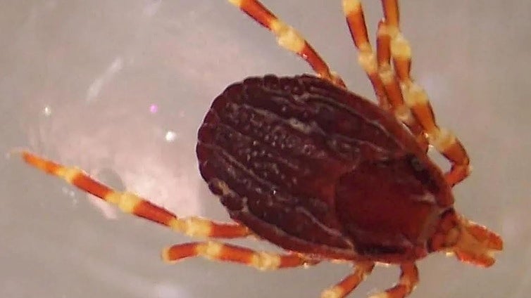 Confirmado un caso de fiebre hemorrágica de Crimea-Congo en Salamanca por una picadura de garrapata