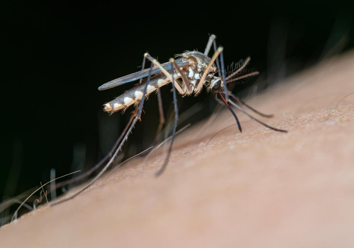 Salud descarta la circulación del Virus del Nilo Occidental esta primera semana de julio en Andalucía