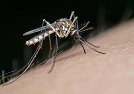 Salud descarta la circulación del Virus del Nilo Occidental esta primera semana de julio en Andalucía