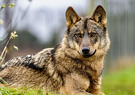 «Conservar el lobo no puede ser a costa de otras especies»