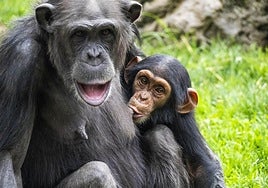 Bioparc se suma a la doble celebración conservacionista en el Día Mundial de chimpancés y tiburones