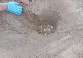 Hallados 75 huevos de tortuga boba en Murcia