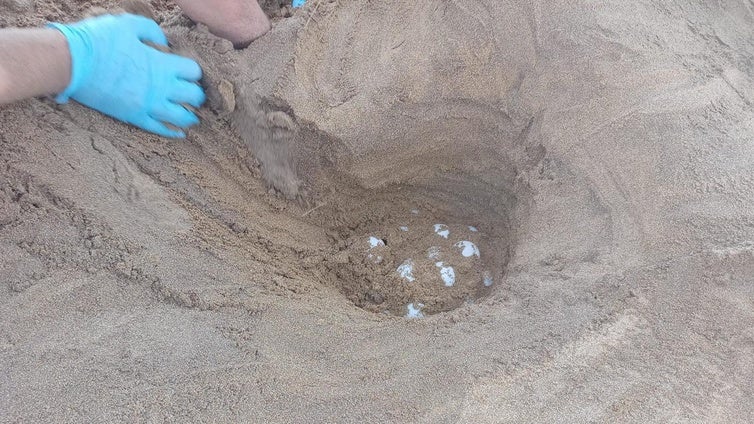 Hallados 75 huevos de tortuga boba en Murcia