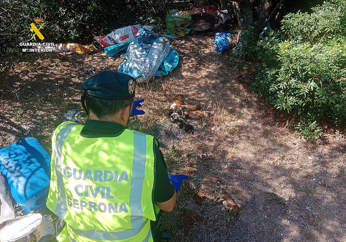 Imagen de un guardia civil junto con los cachorros muertos hallados en Antella, Valencia