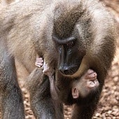 Bioparc Valencia acoge el nacimiento de su segunda generación de «uno de los primates más desconocidos de África»