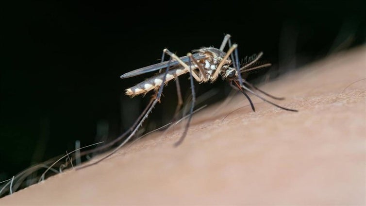 Declaran el municipio de Zurgena como área en alerta por presencia del virus del Nilo en mosquitos