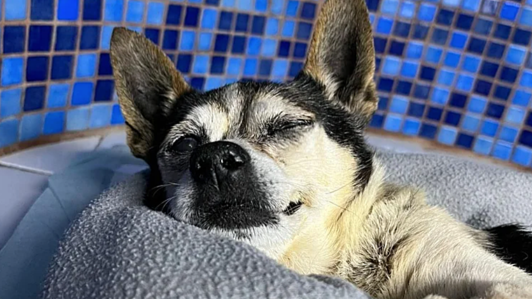 Patuco se recupera tras ser rescatado de una muerte  segura de un contenedor soterrado en Gran Canaria