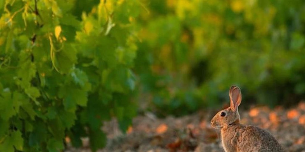Asaja y UPA piden a la Junta que mate a los conejos o pague los daños a los agricultores