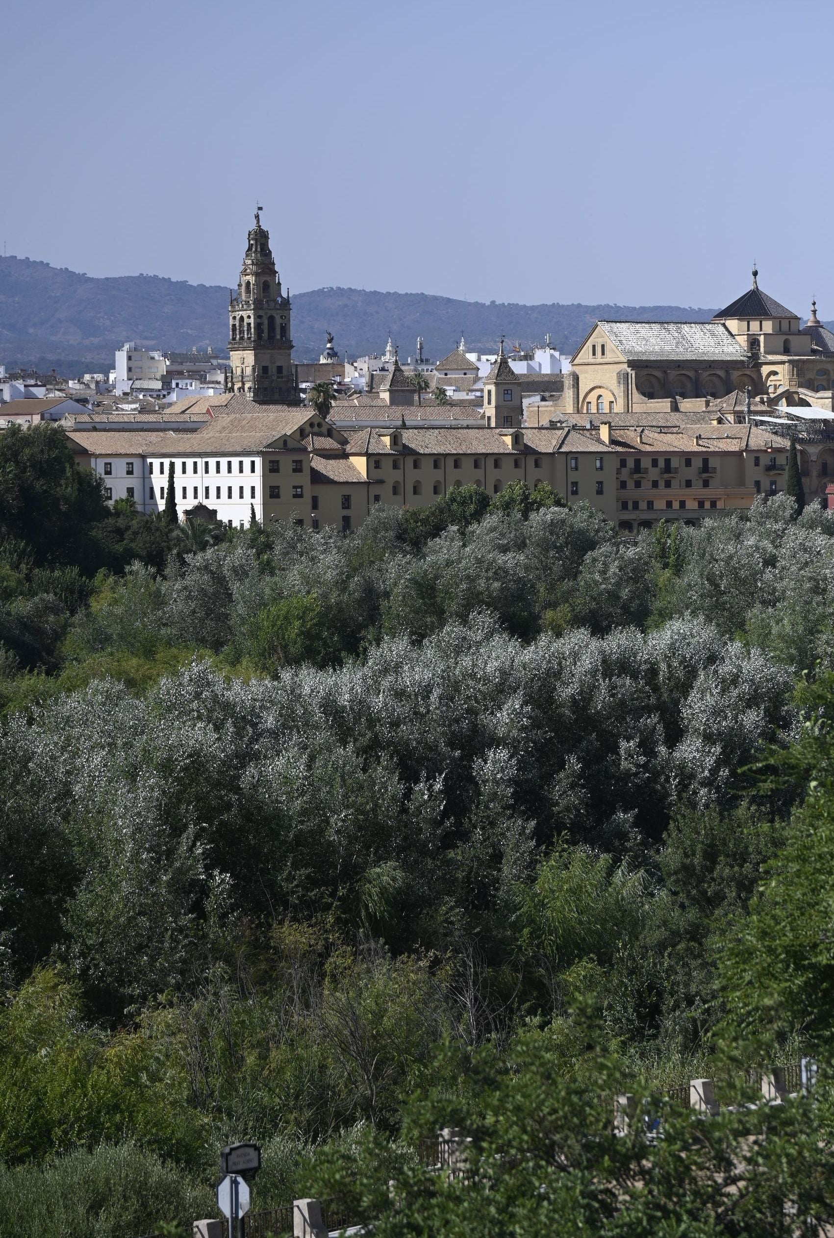 La vegetación en el Guadalquivir a su paso por Córdoba, en imágenes