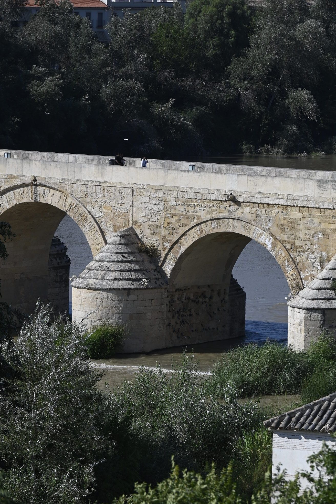 La vegetación en el Guadalquivir a su paso por Córdoba, en imágenes