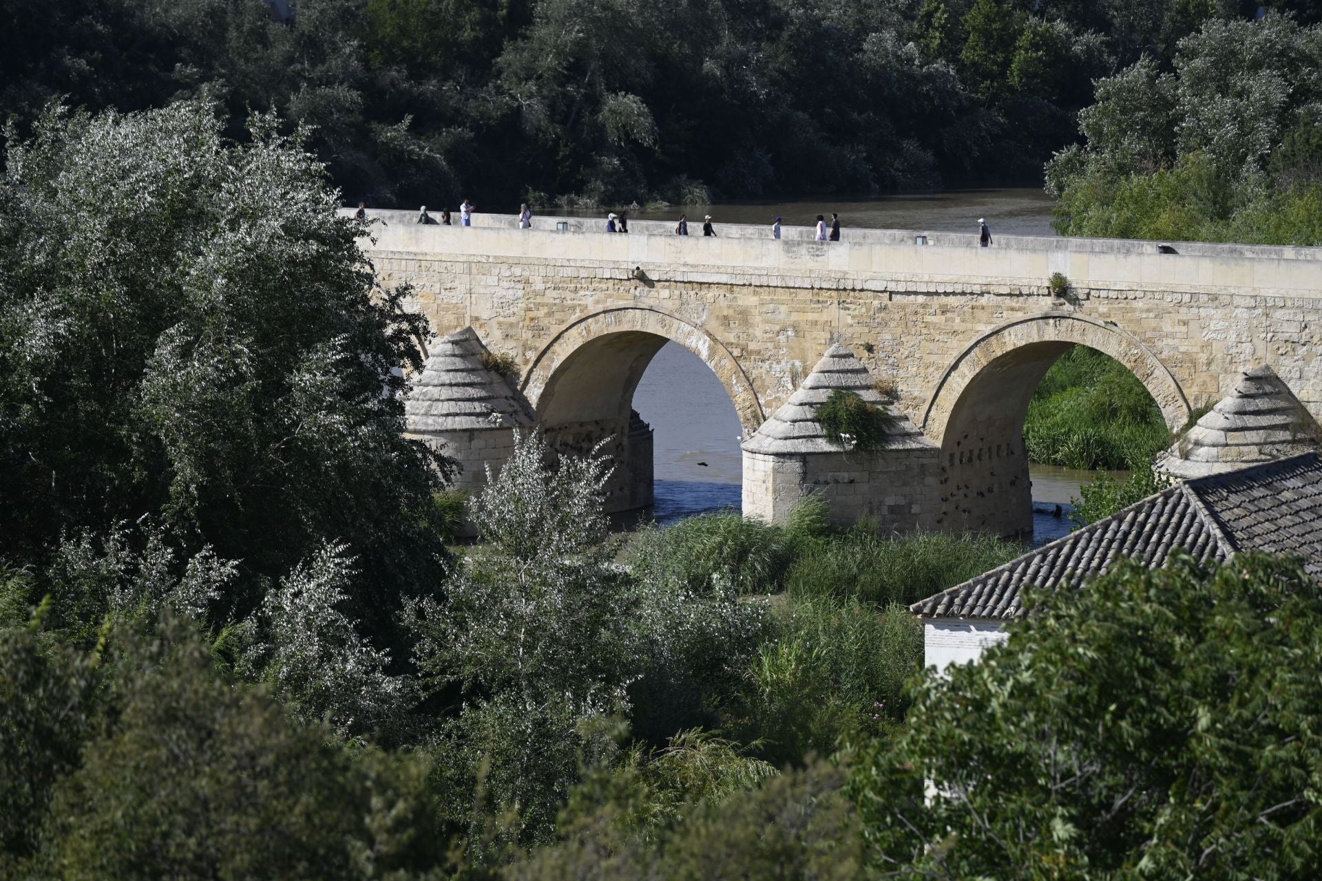 La vegetación en el Guadalquivir a su paso por Córdoba, en imágenes