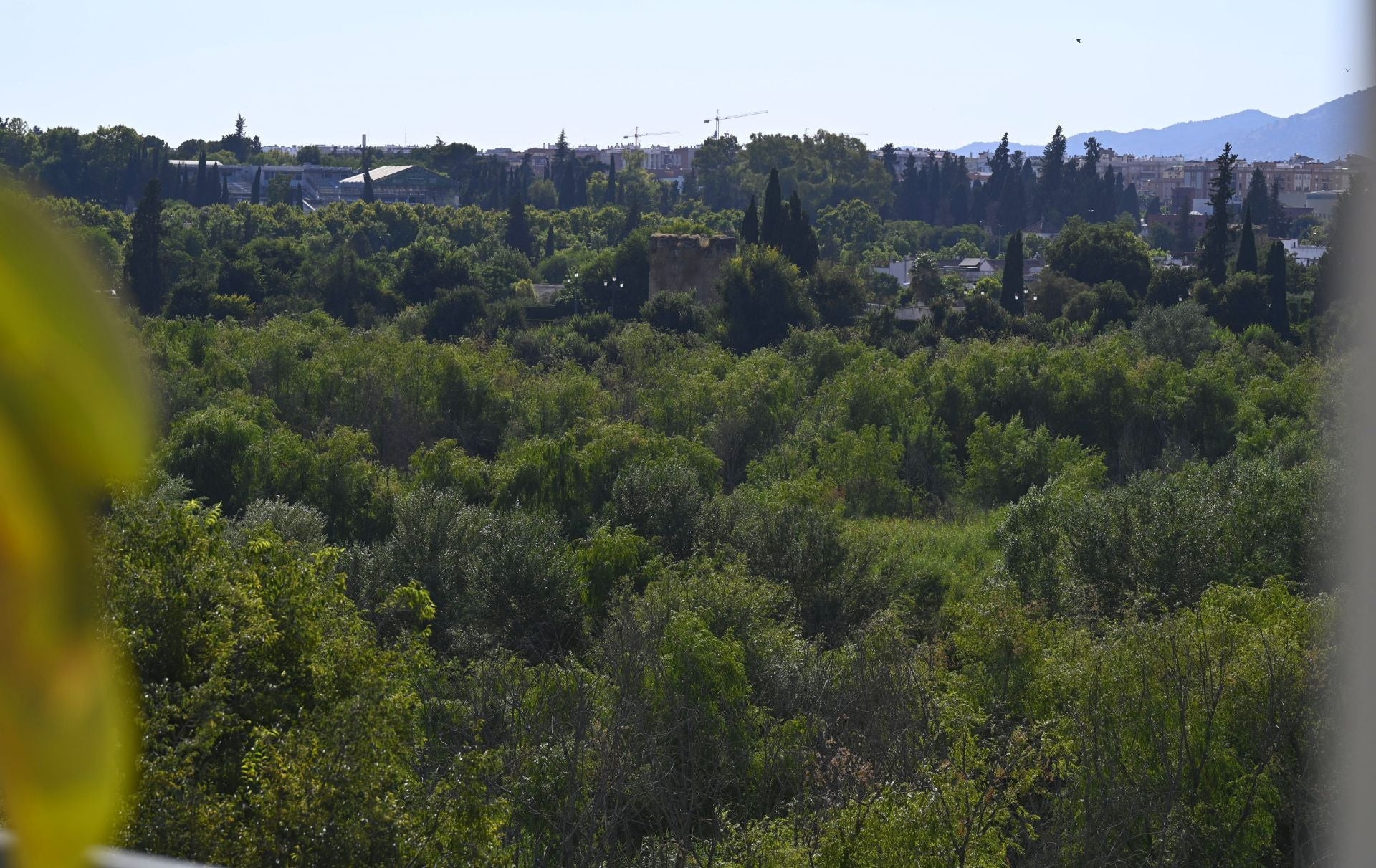 La vegetación en el Guadalquivir a su paso por Córdoba, en imágenes