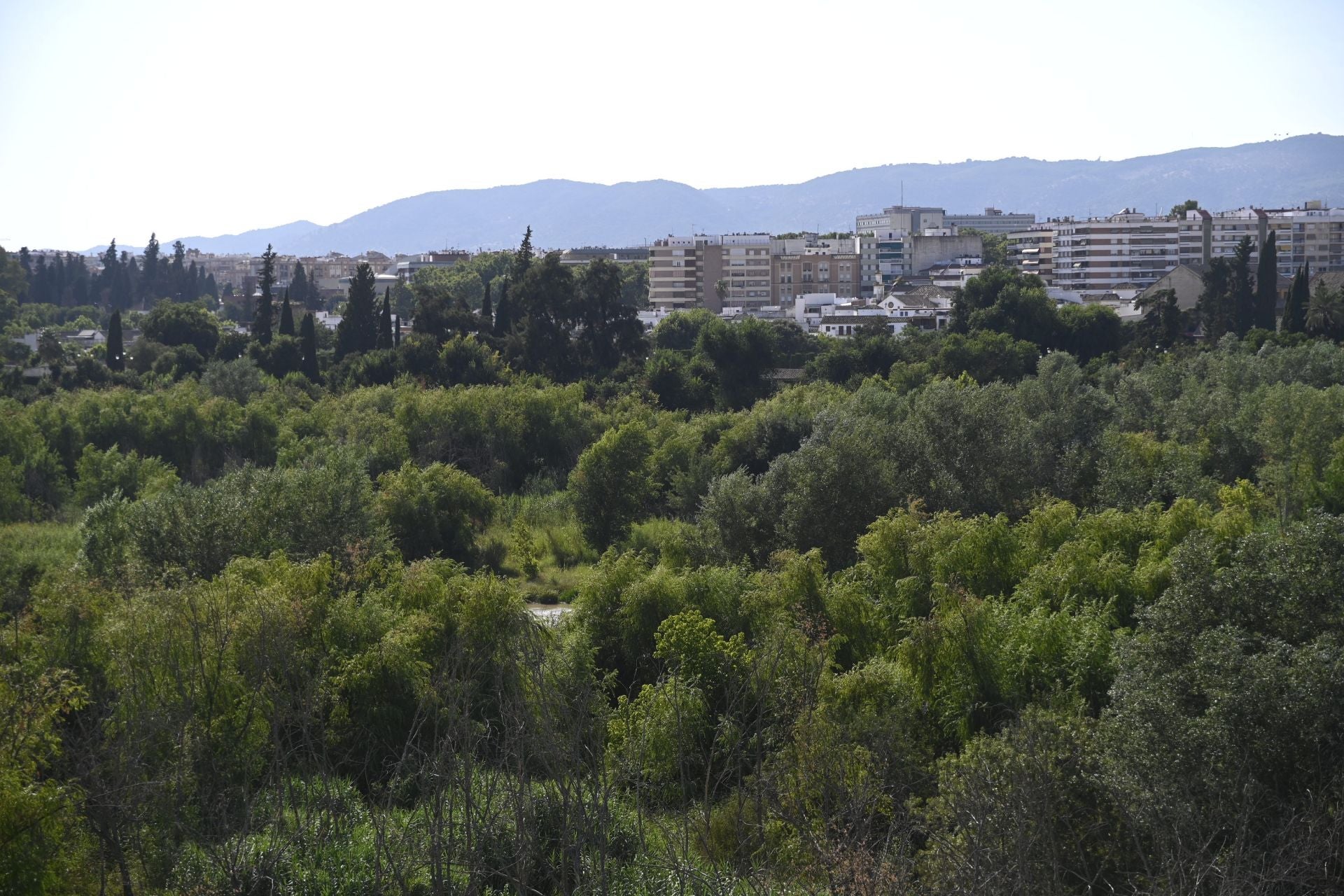 La vegetación en el Guadalquivir a su paso por Córdoba, en imágenes