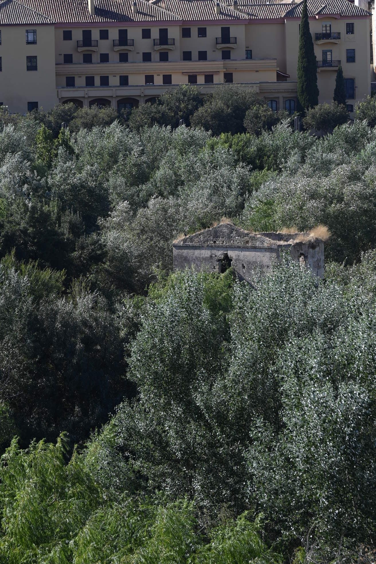 La vegetación en el Guadalquivir a su paso por Córdoba, en imágenes