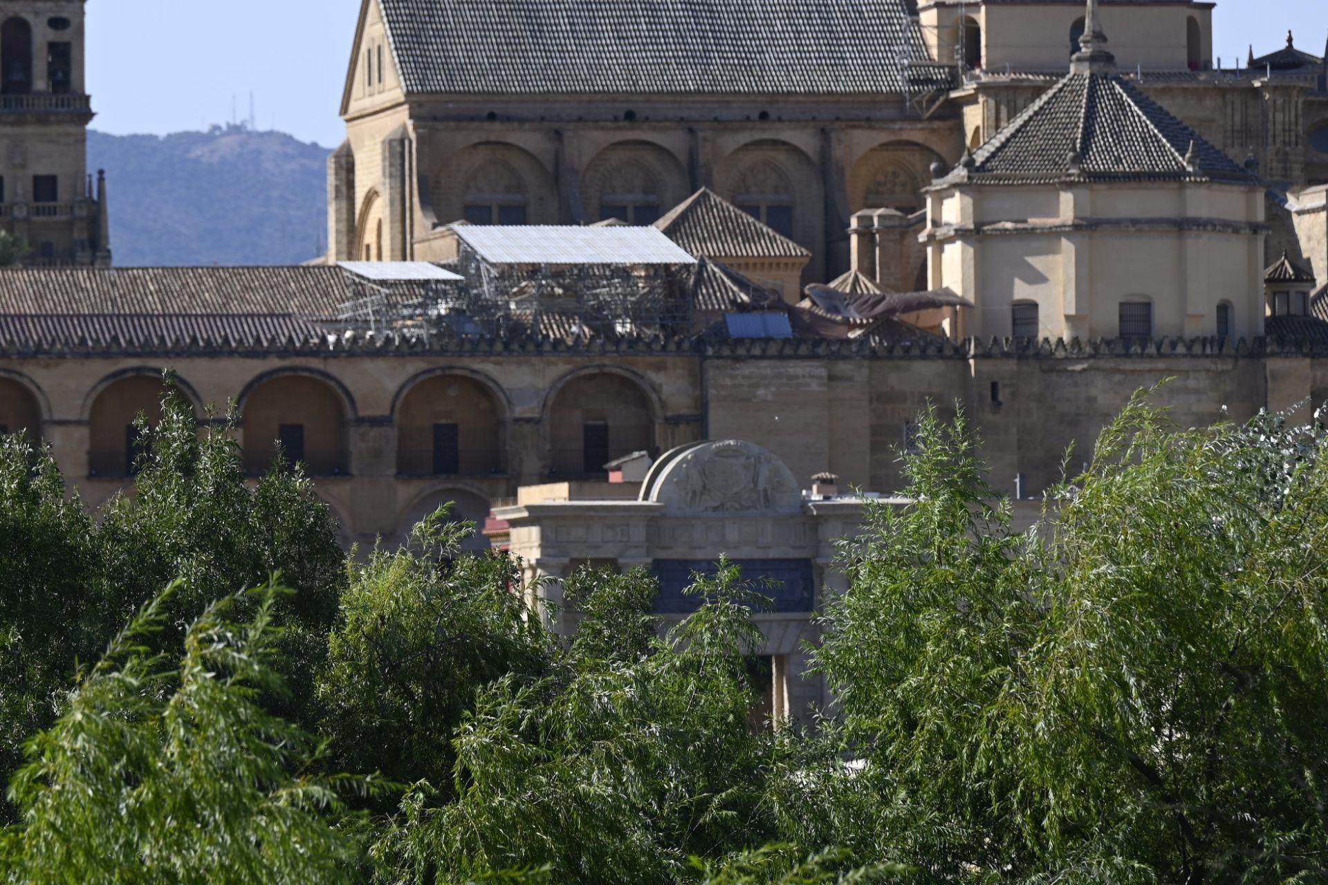 La vegetación en el Guadalquivir a su paso por Córdoba, en imágenes