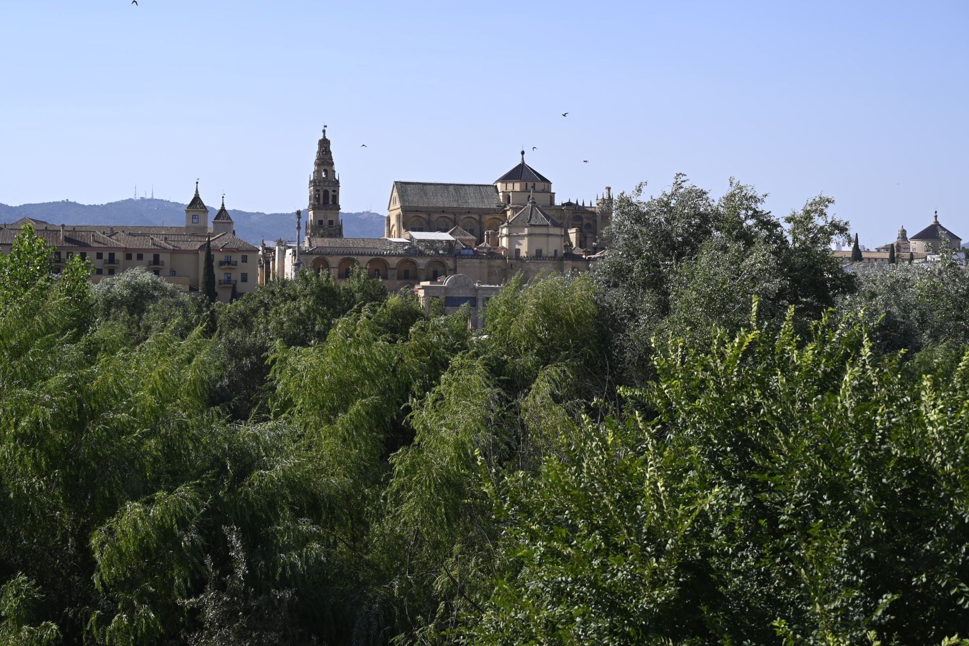La vegetación en el Guadalquivir a su paso por Córdoba, en imágenes