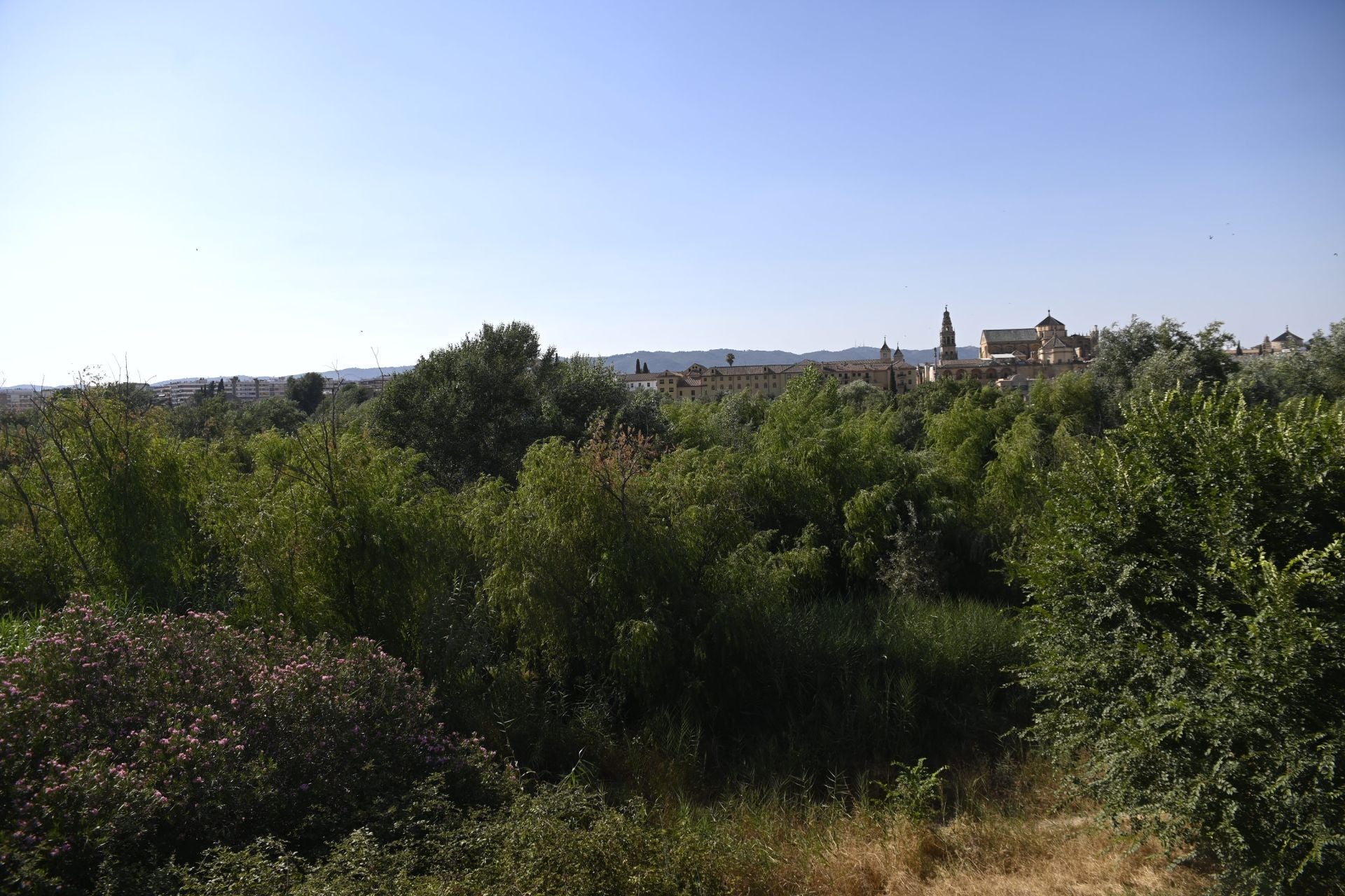 La vegetación en el Guadalquivir a su paso por Córdoba, en imágenes