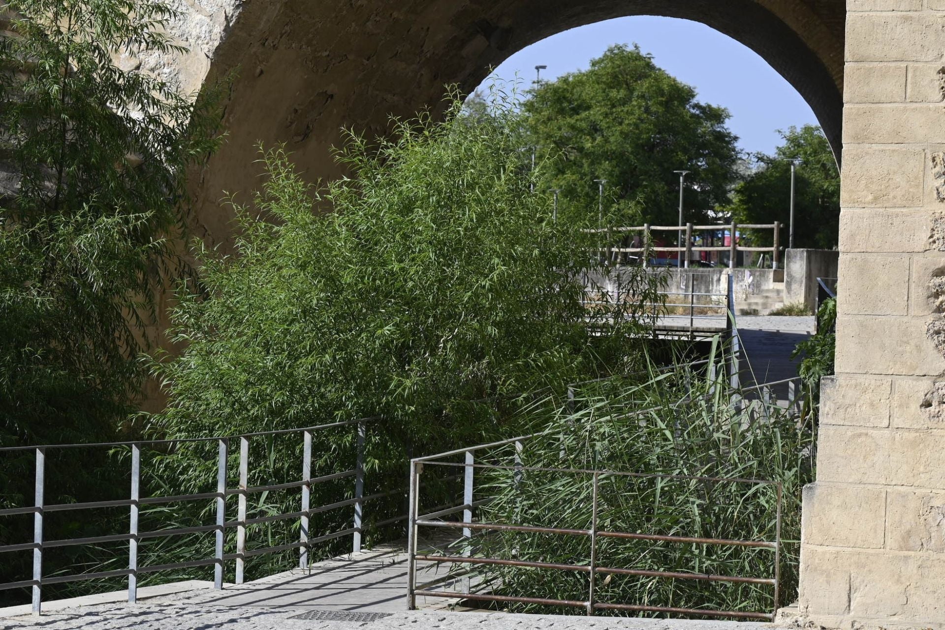 La vegetación en el Guadalquivir a su paso por Córdoba, en imágenes