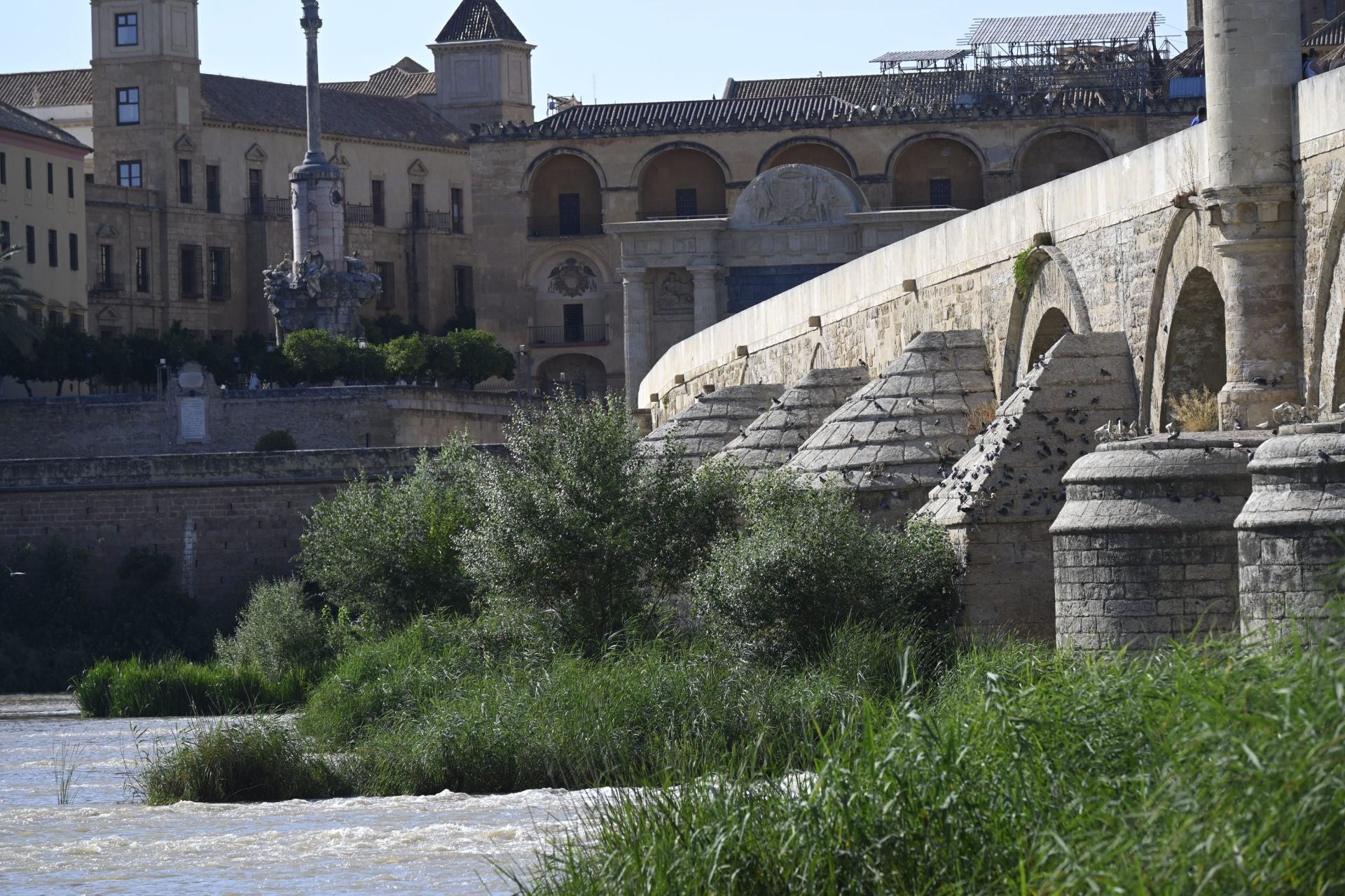 La vegetación en el Guadalquivir a su paso por Córdoba, en imágenes