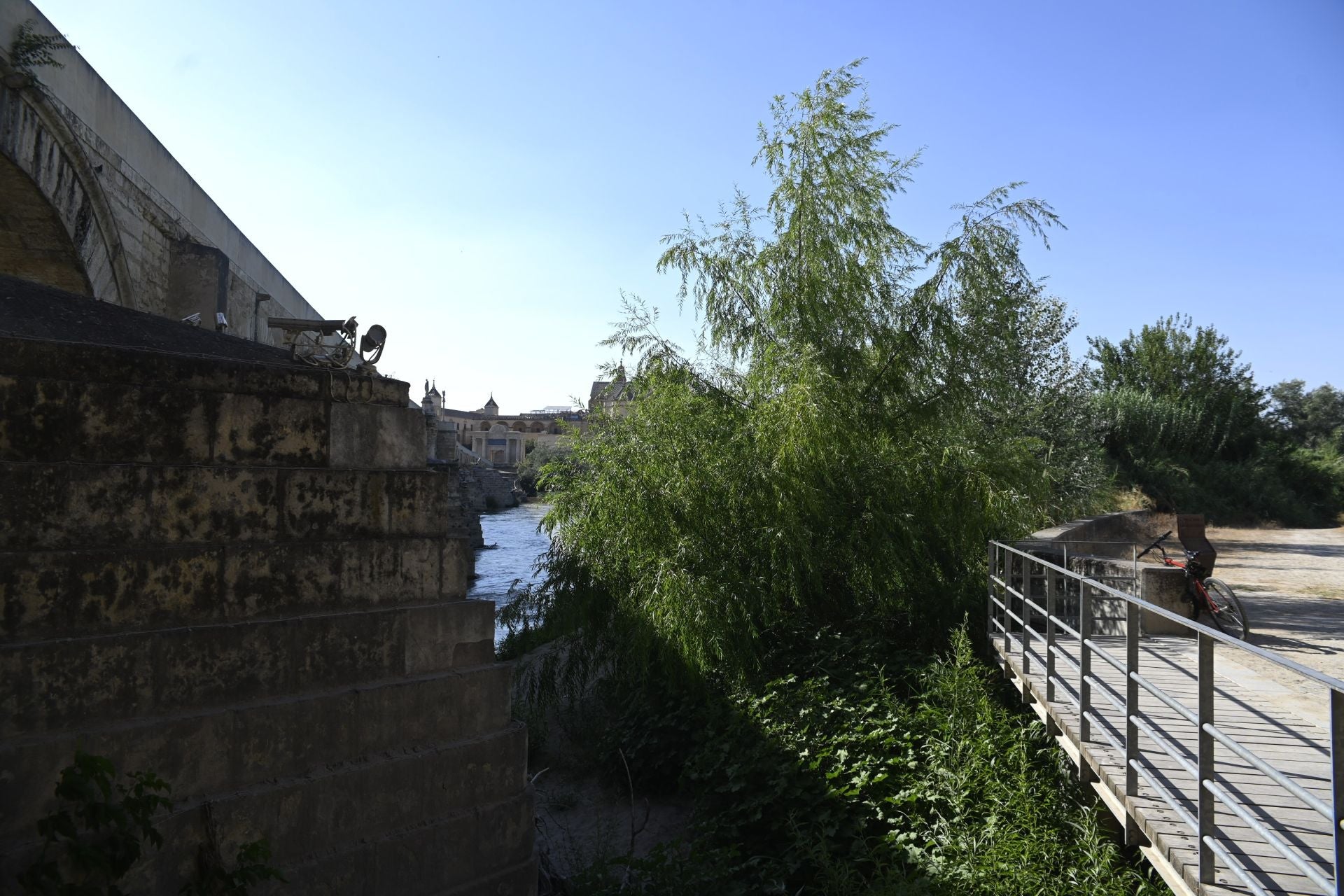 La vegetación en el Guadalquivir a su paso por Córdoba, en imágenes