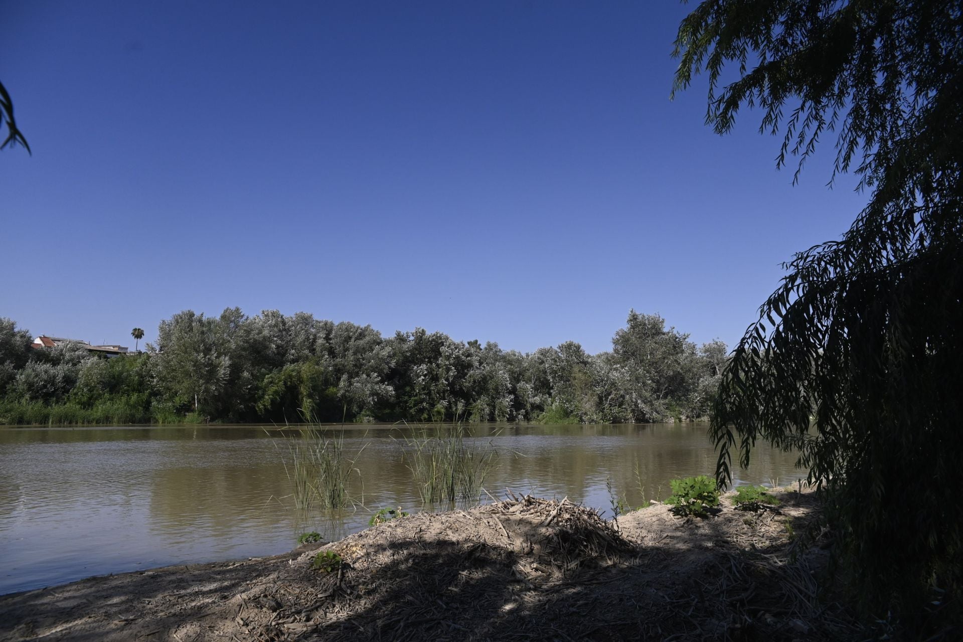 La vegetación en el Guadalquivir a su paso por Córdoba, en imágenes