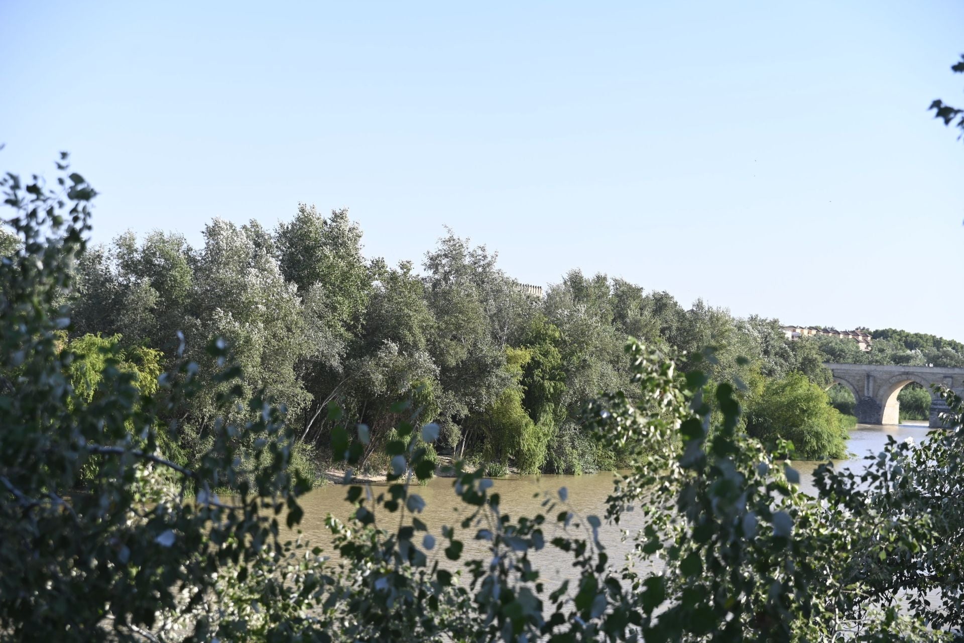 La vegetación en el Guadalquivir a su paso por Córdoba, en imágenes