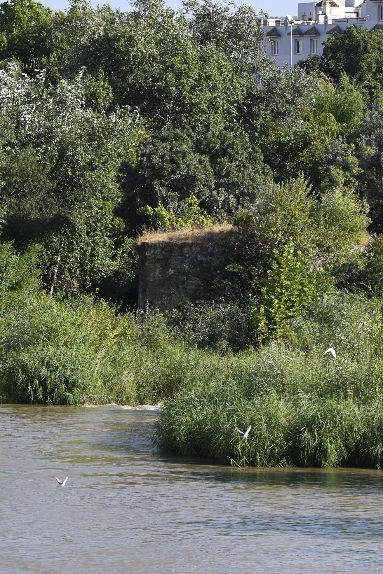 La vegetación en el Guadalquivir a su paso por Córdoba, en imágenes