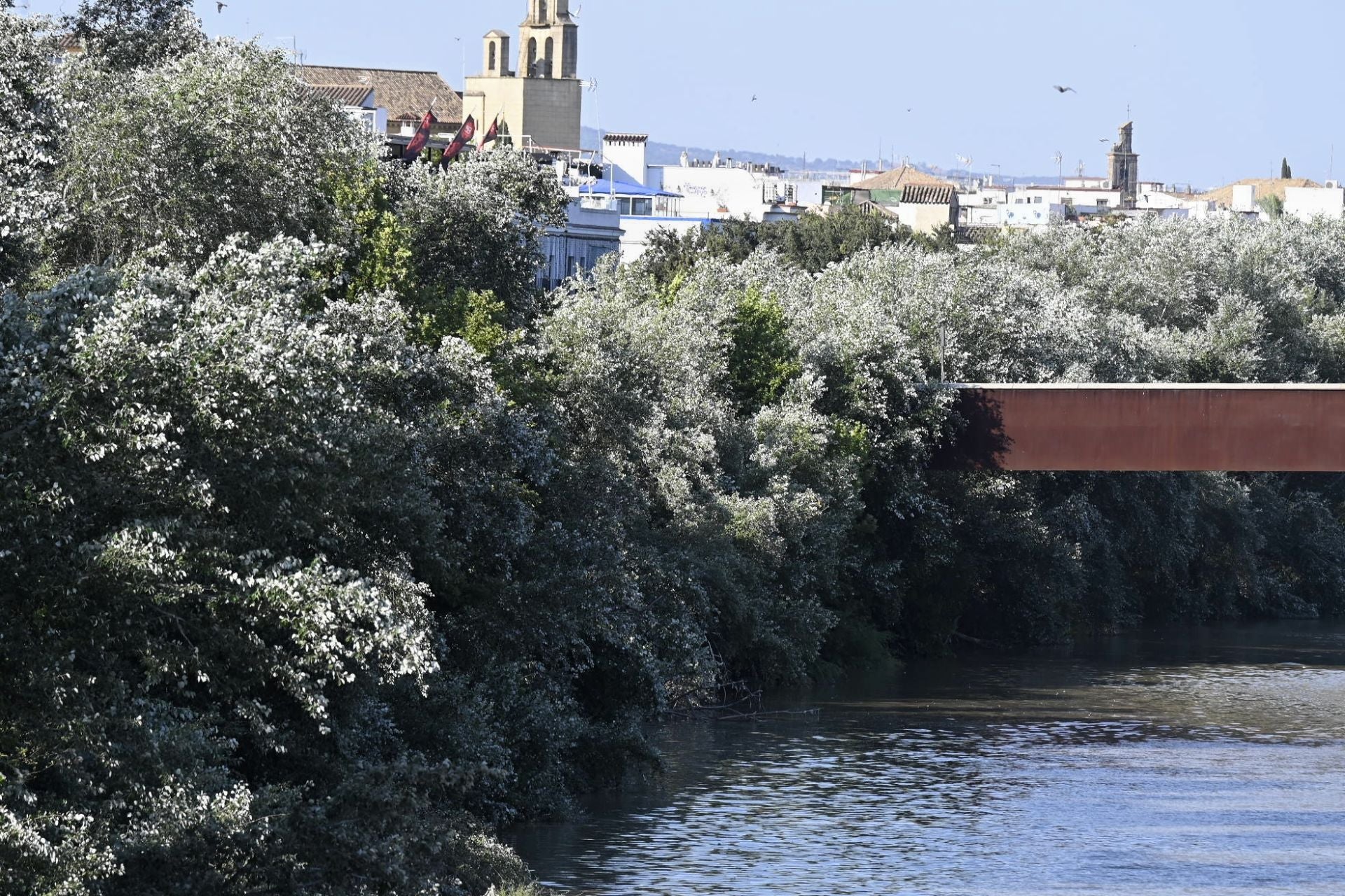 La vegetación en el Guadalquivir a su paso por Córdoba, en imágenes