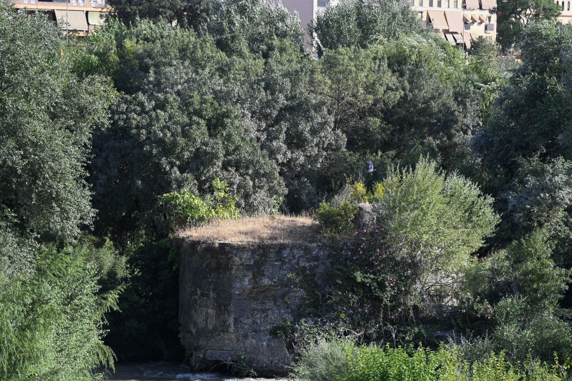 La vegetación en el Guadalquivir a su paso por Córdoba, en imágenes