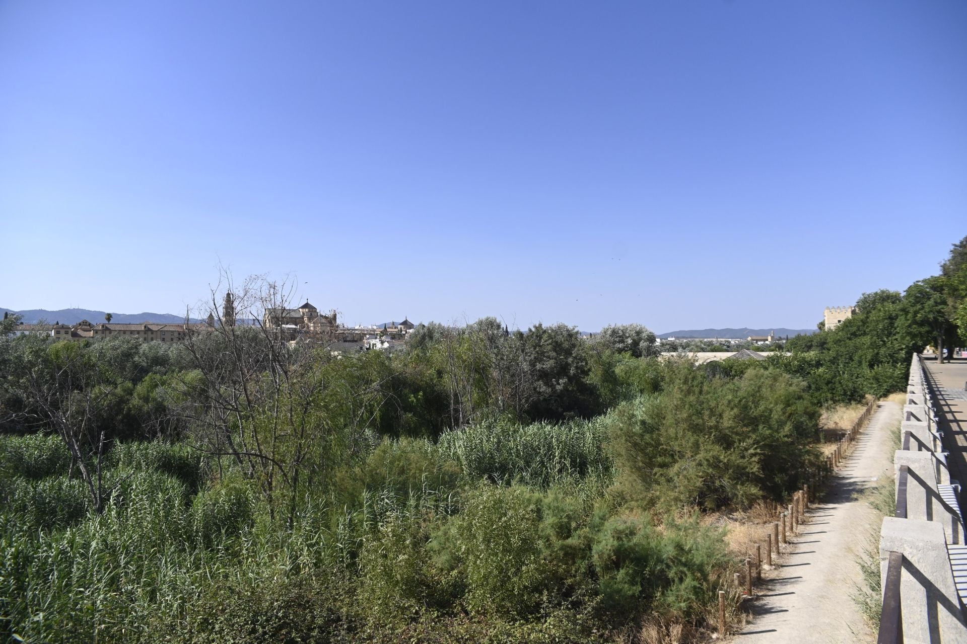 La vegetación en el Guadalquivir a su paso por Córdoba, en imágenes
