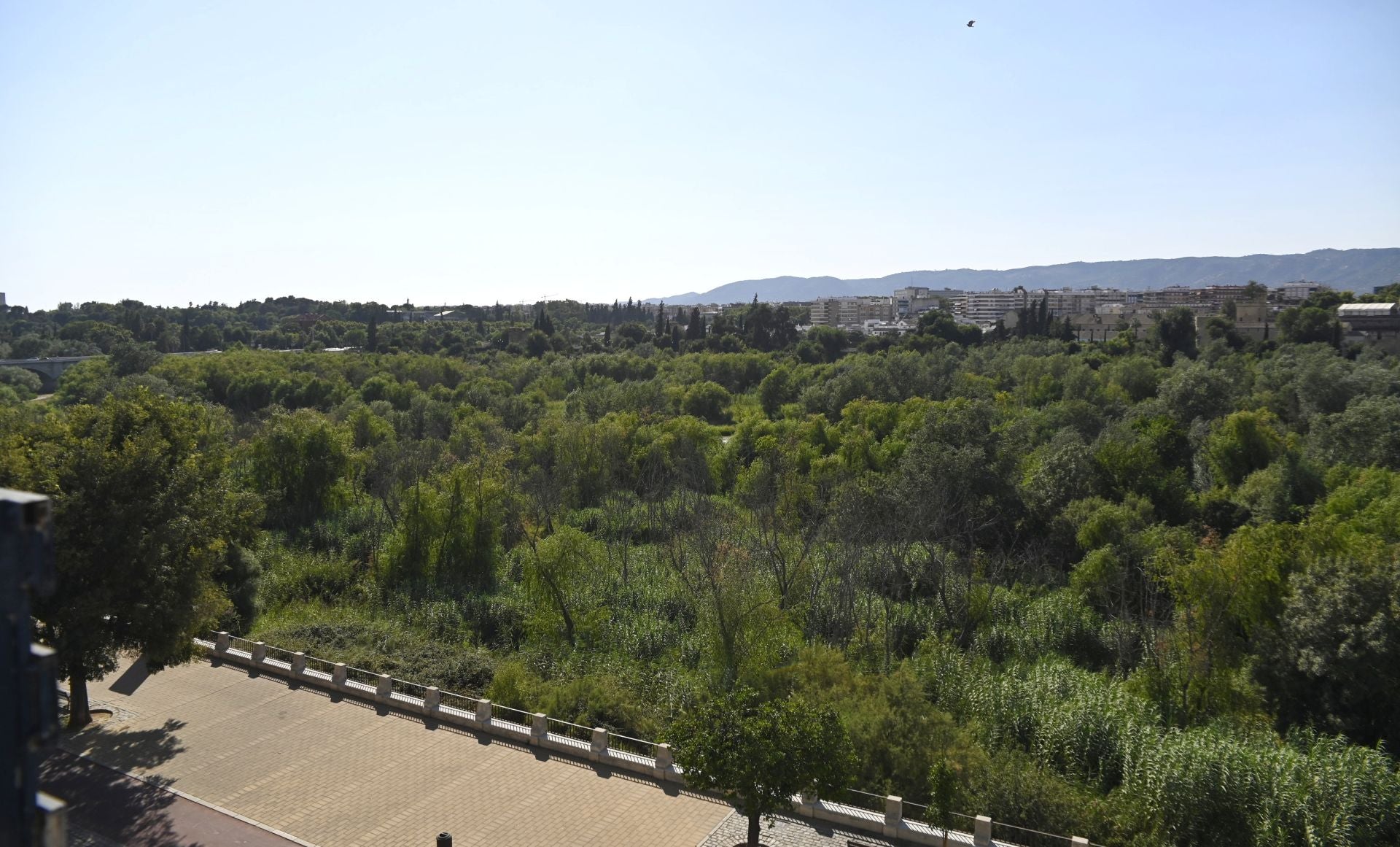 La vegetación en el Guadalquivir a su paso por Córdoba, en imágenes