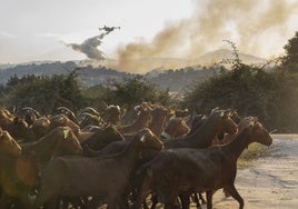 Mejora el incendio de Navaluenga (Ávila), pero sigue «activo» y el operativo avisa: «Queda mucho trabajo»