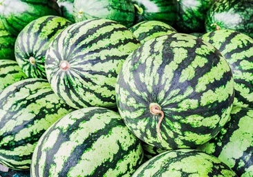 Cooperativas Castilla-La Mancha espera una cosecha de melón y sandía similar a la de 2024 y de «excelente» calidad