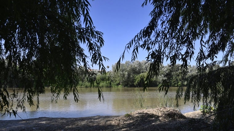 El Guadalquivir visto entre la vegetación