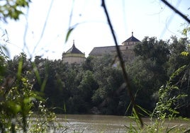 La vegetación en el Guadalquivir a su paso por Córdoba, en imágenes