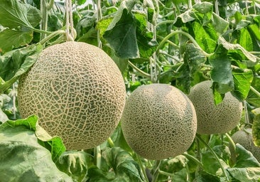 El melón y la sandía mejoran su producción en Córdoba gracias a las lluvias