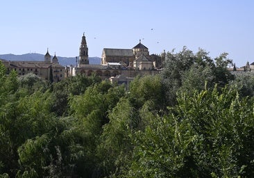 La pantalla vegetal 'engulle' al río Guadalquivir a su paso por Córdoba y los expertos urgen actuar