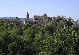 La pantalla vegetal 'engulle' al río Guadalquivir a su paso por Córdoba y los expertos urgen actuar