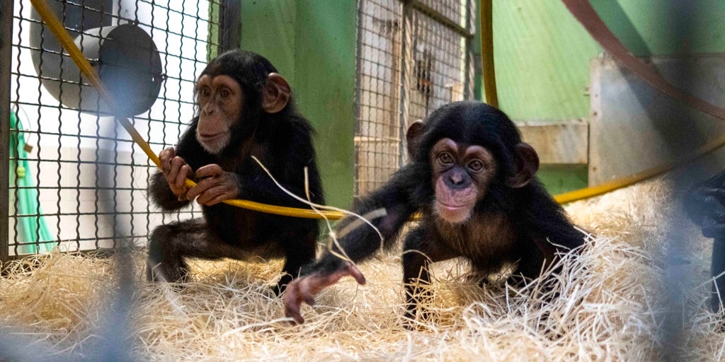 Ekon, el bebé chimpancé de Bioparc valencia, da un nuevo paso en su integración familiar