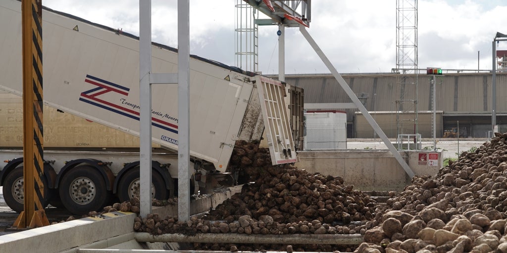 «Los productores de remolacha estamos acorralados; van a acabar con este cultivo»