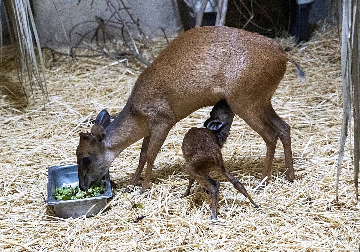 Imagen de una de las crías de duiker rojo recién nacidas en Bioparc Valencia