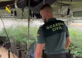 La Guardia Civil desmantela una plantación de marihuana en un domicilio de Novés