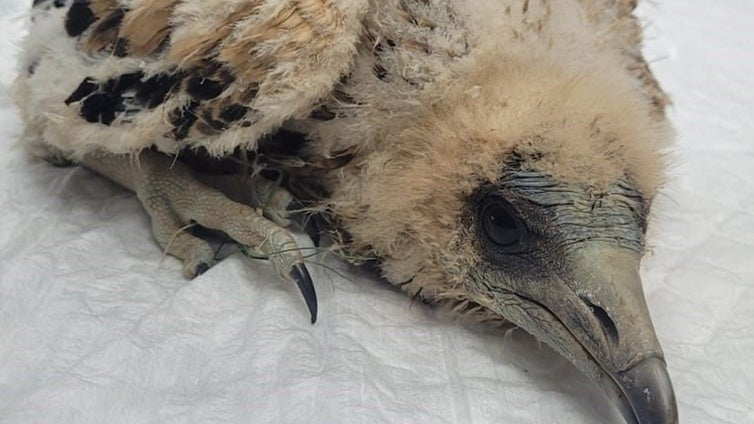 Rescatan a un pollo de alimoche de un nido histórico de Salamanca