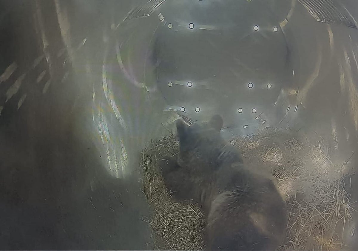 La osezna Alba, durante su traslado y a su llegada a Valsemana (León)