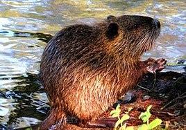 Parla cierra el parque del Universo unos días para combatir una plaga de ratas de agua